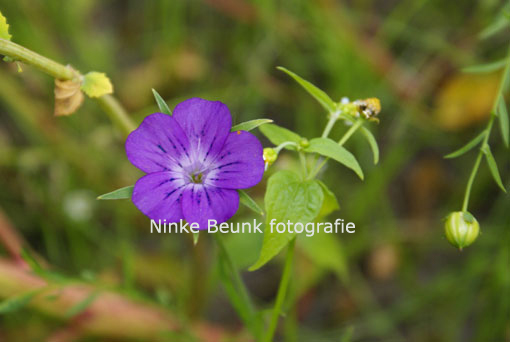bloem5